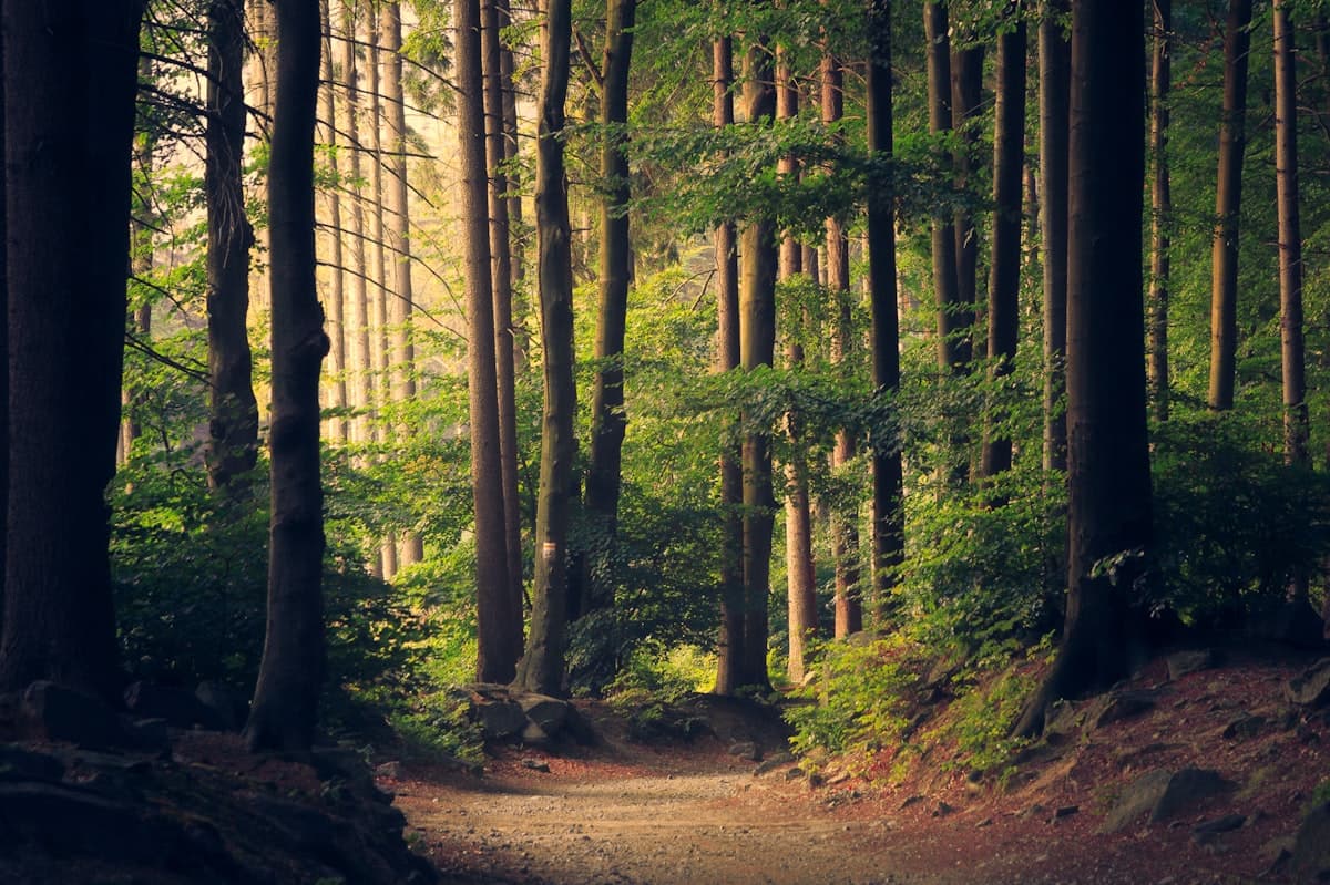Floresta densa com raios de luz penetrando entre as árvores